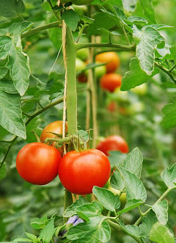 Rijpende tomaten